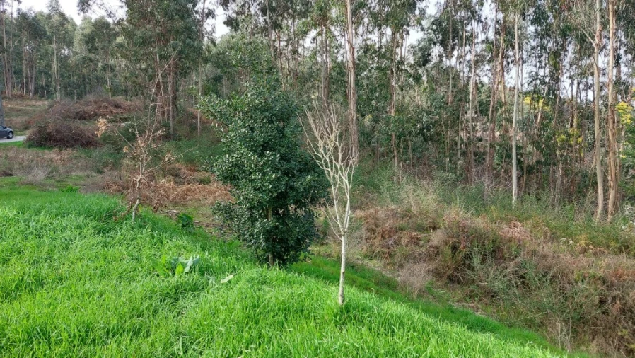 Terreno para Venda em Caniçada e Soengas Foto 13