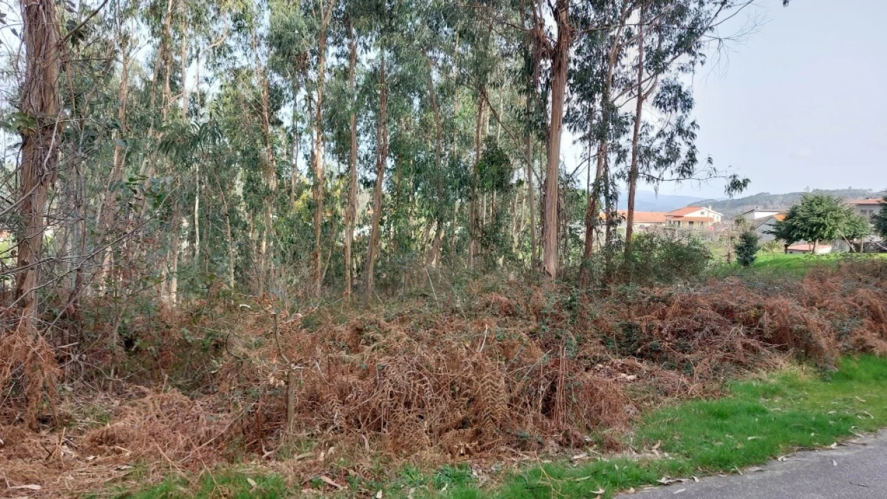 Terreno para Venda em Caniçada e Soengas Foto 11