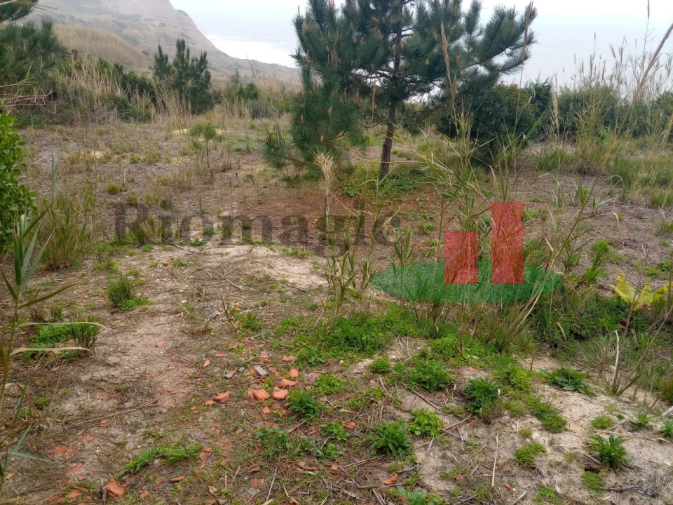 Terreno Agricola ou Rústico para Venda em Caldas da Rainha - Santo Onofre e Serra do Bouro Foto 3