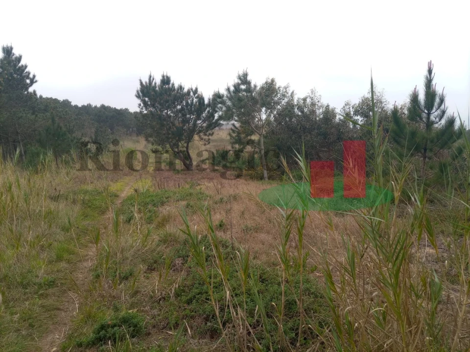 Terreno Agricola ou Rústico para Venda em Caldas da Rainha - Santo Onofre e Serra do Bouro Foto 7
