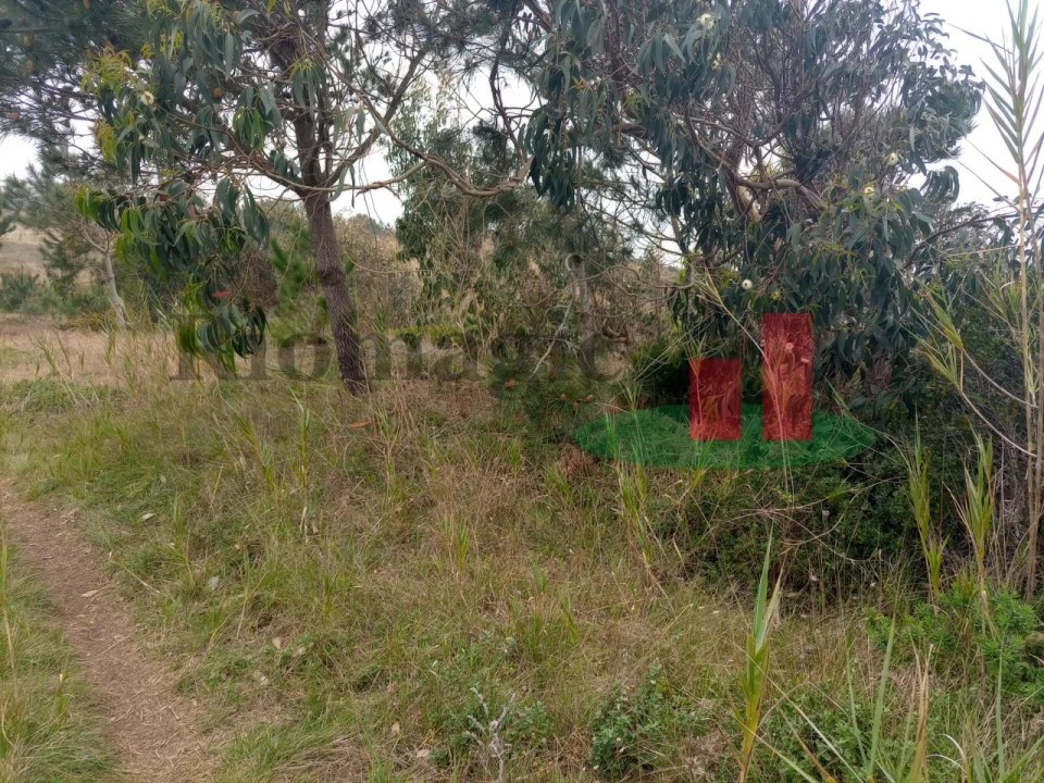 Terreno Agricola ou Rústico para Venda em Caldas da Rainha - Santo Onofre e Serra do Bouro Foto 10