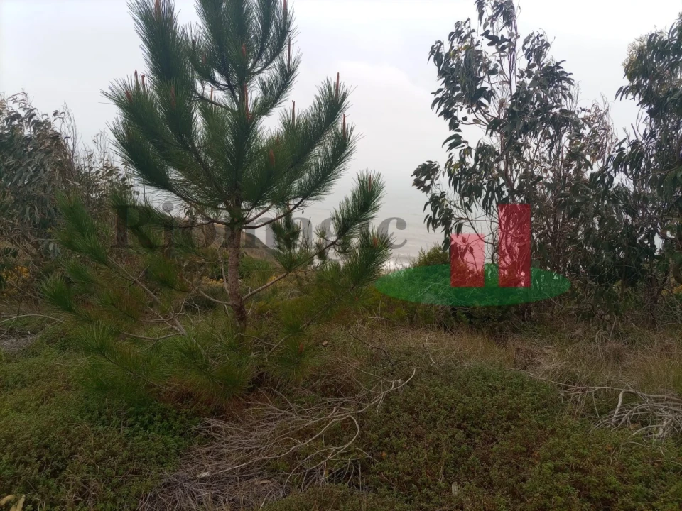 Terreno Agricola ou Rústico para Venda em Caldas da Rainha - Santo Onofre e Serra do Bouro Foto 13