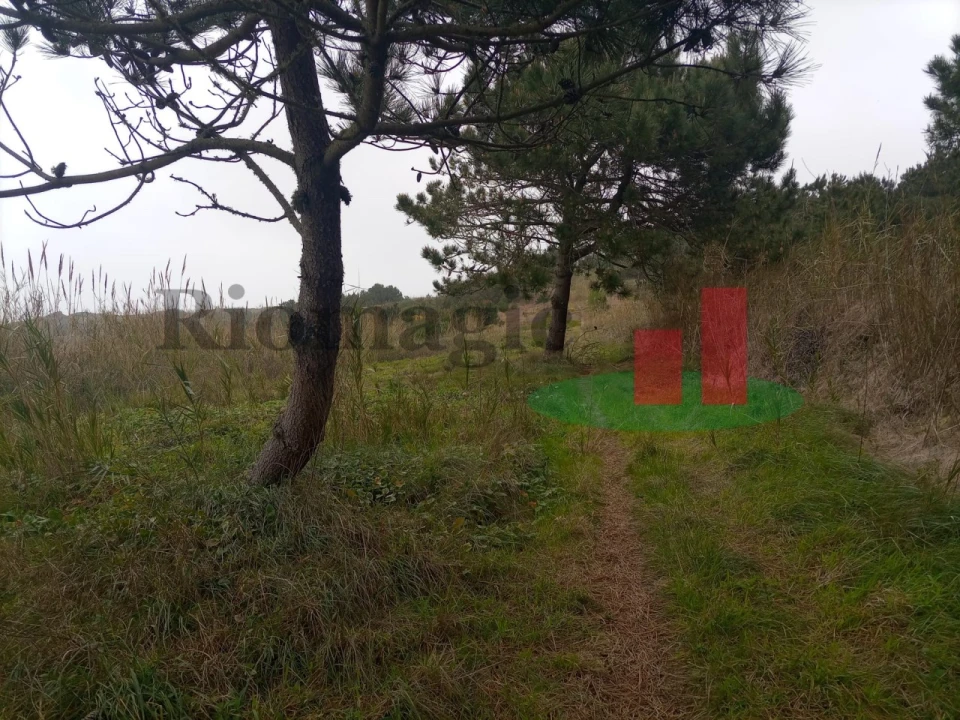 Terreno Agricola ou Rústico para Venda em Caldas da Rainha - Santo Onofre e Serra do Bouro Foto 17