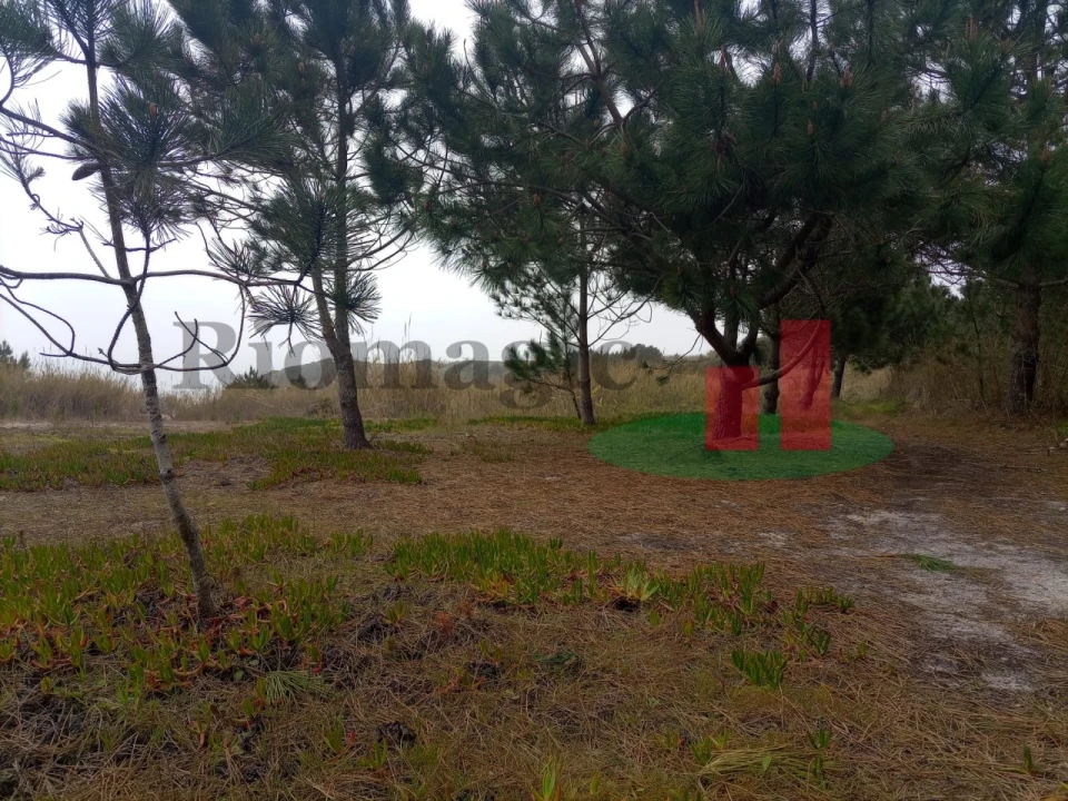 Terreno Agricola ou Rústico para Venda em Caldas da Rainha - Santo Onofre e Serra do Bouro Foto 19