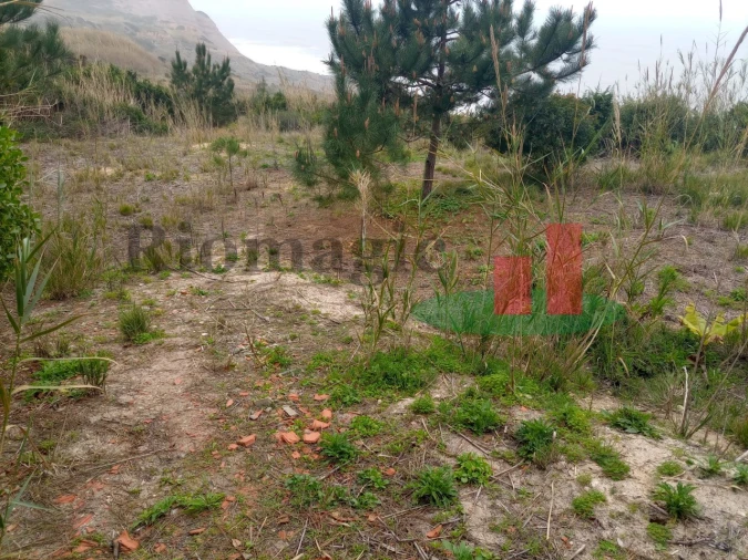 Terreno Agricola ou Rústico para Venda em Caldas da Rainha - Santo Onofre e Serra do Bouro Foto 3