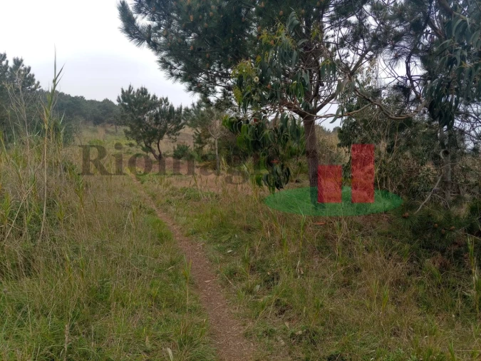 Terreno Agricola ou Rústico para Venda em Caldas da Rainha - Santo Onofre e Serra do Bouro Foto 1