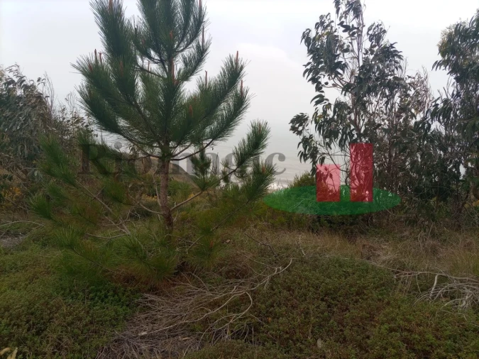 Terreno Agricola ou Rústico para Venda em Caldas da Rainha - Santo Onofre e Serra do Bouro Foto 13