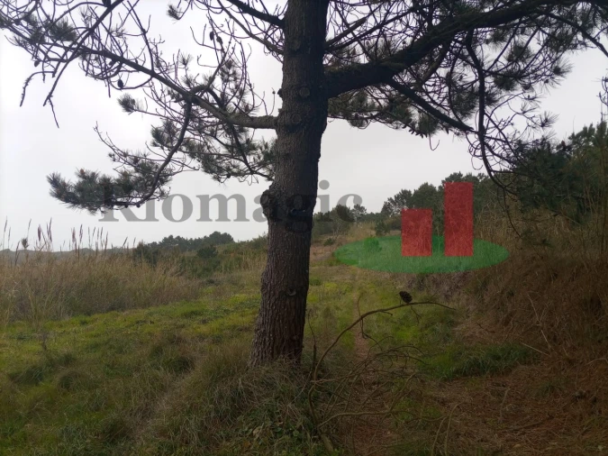 Terreno Agricola ou Rústico para Venda em Caldas da Rainha - Santo Onofre e Serra do Bouro Foto 16