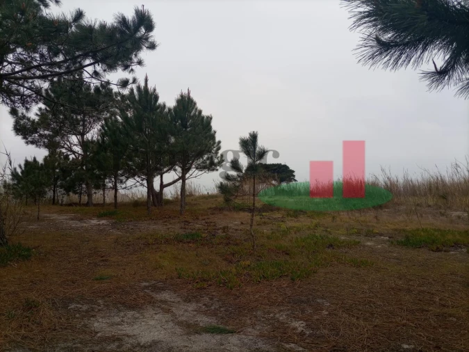 Terreno Agricola ou Rústico para Venda em Caldas da Rainha - Santo Onofre e Serra do Bouro Foto 8