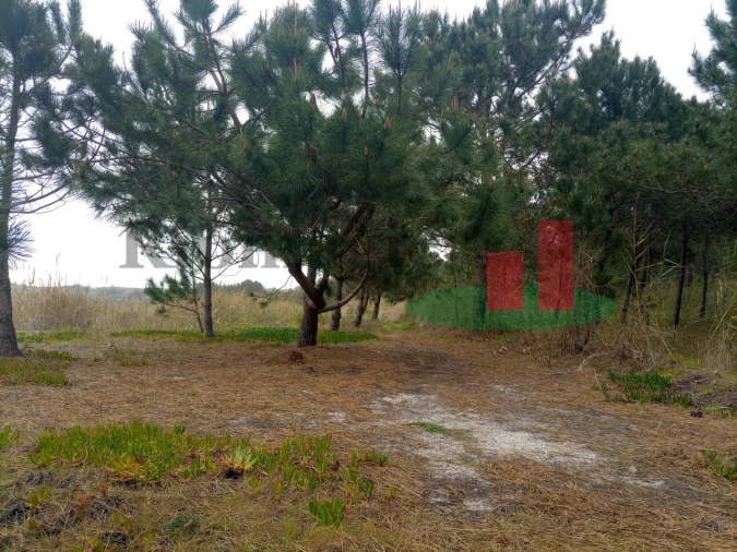 Terreno Agricola ou Rústico para Venda em Caldas da Rainha - Santo Onofre e Serra do Bouro Foto 4