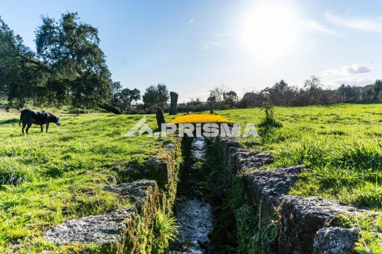 Terreno para Venda em Escalos de Cima e Lousa Foto 41
