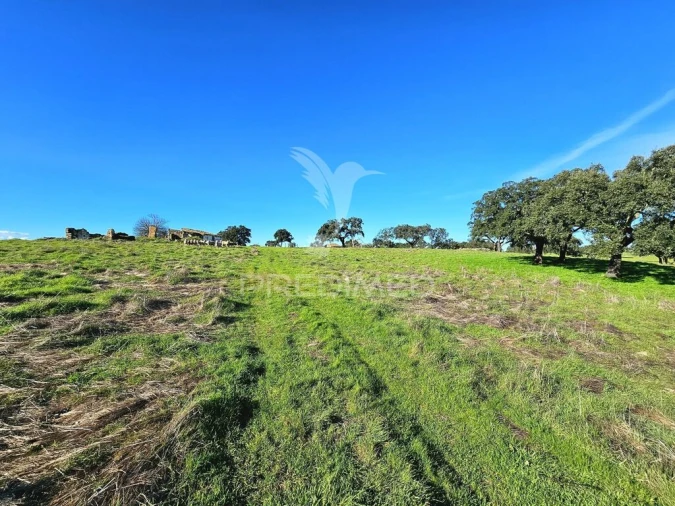 Quinta para Venda em Ourique Foto 11