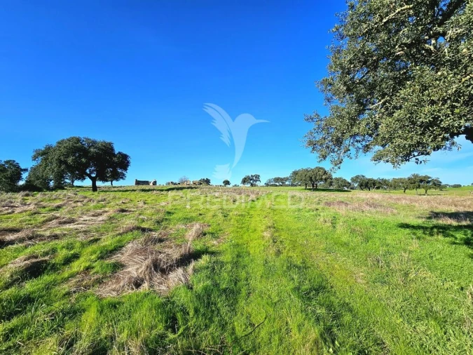 Quinta para Venda em Ourique Foto 6