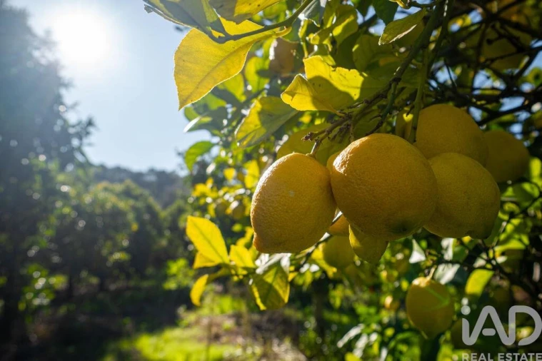 Quinta T4 para Venda em União das Freguesias de Setúbal Foto 34