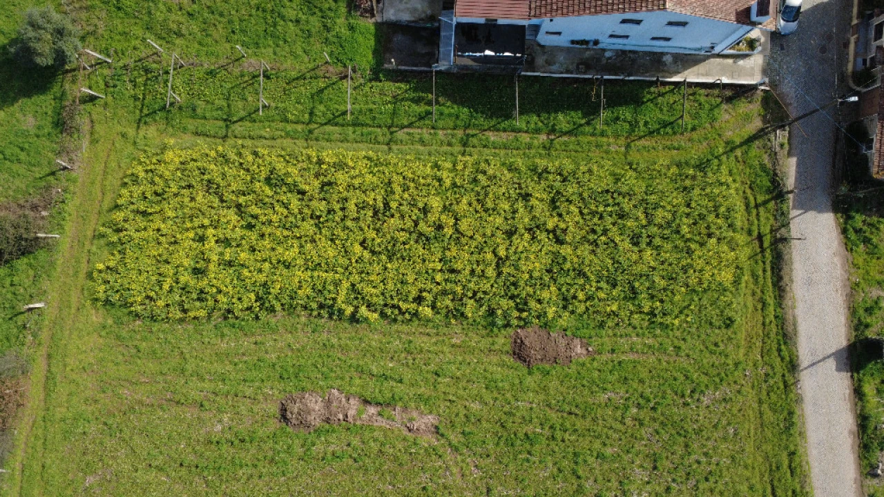 Terreno para Venda em Campo e Sobrado Foto 2