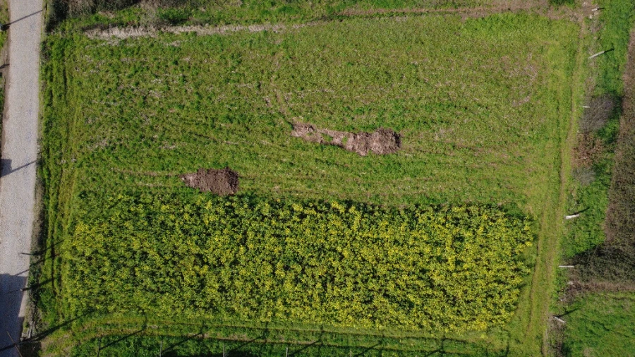 Terreno para Venda em Campo e Sobrado Foto 3