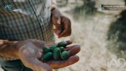Quinta para Venda em Vila Seca e Santo Adrião