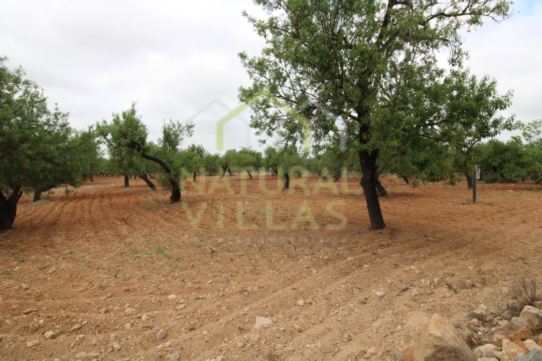 Terreno para Venda em Conceição e Estoi Foto 2