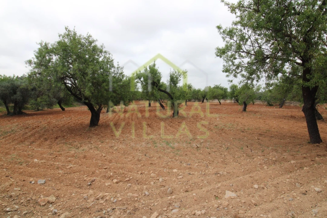 Terreno para Venda em Conceição e Estoi Foto 3