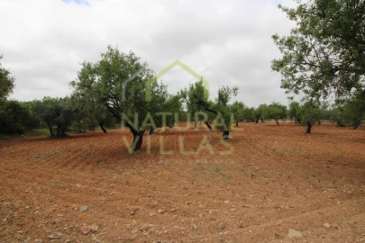 Terreno para Venda em Conceição e Estoi