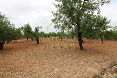 Terreno para Venda em Conceição e Estoi