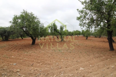 Terreno para Venda em Conceição e Estoi
