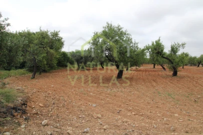 Terreno para Venda em Conceição e Estoi