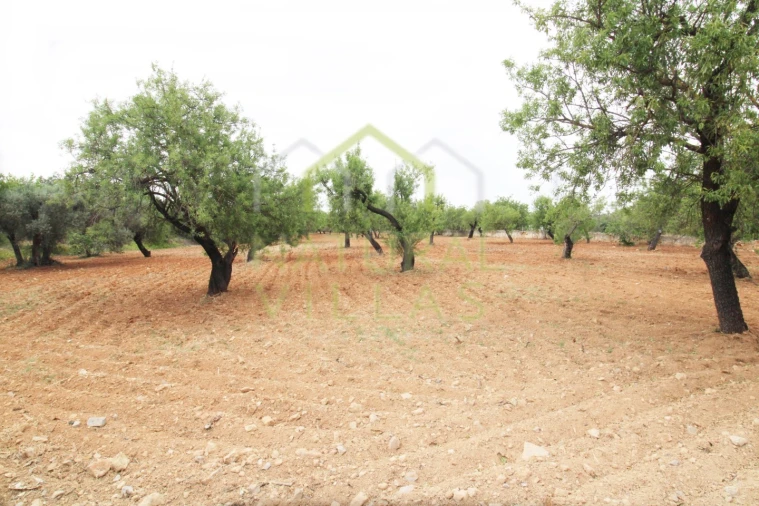 Terreno para Venda em Conceição e Estoi Foto 1