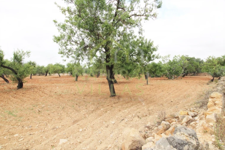 Terreno para Venda em Conceição e Estoi Foto 3