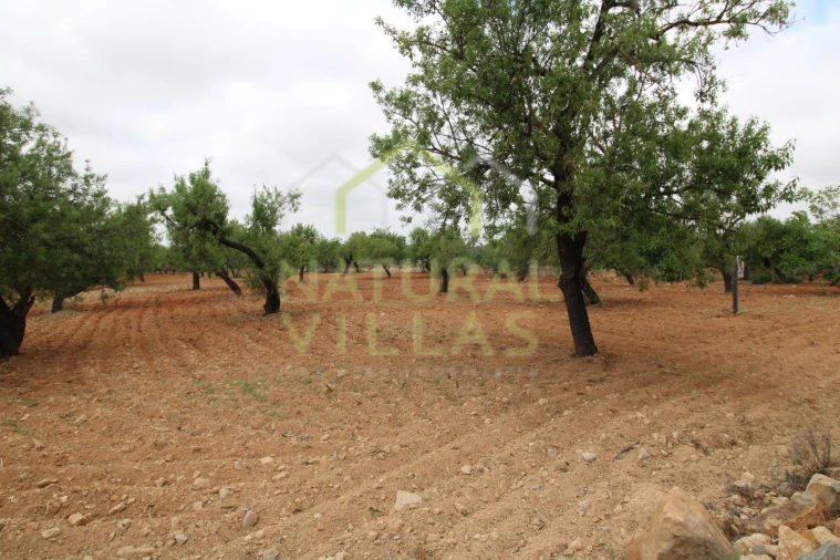 Terreno para Venda em Conceição e Estoi Foto 2