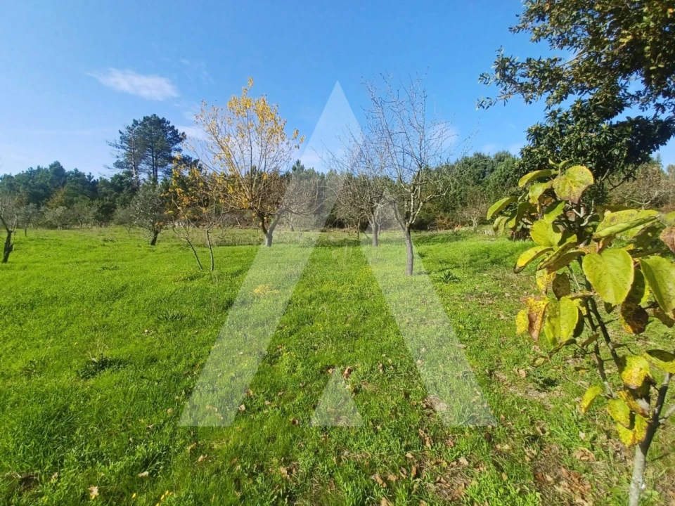 Quinta para Venda em São João de Lourosa Foto 7