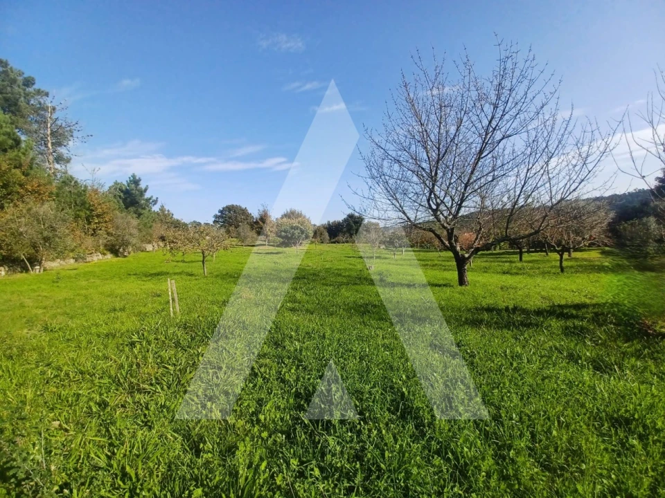 Quinta para Venda em São João de Lourosa Foto 5