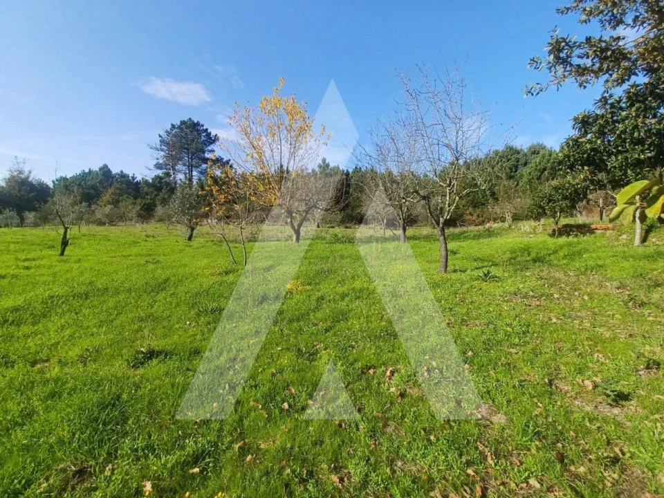 Quinta para Venda em São João de Lourosa Foto 8