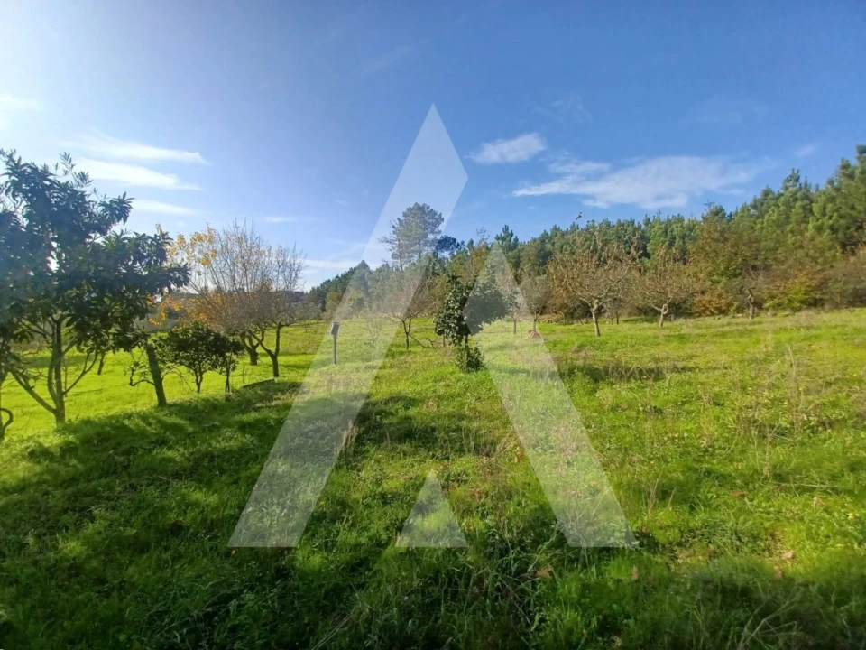 Quinta para Venda em São João de Lourosa Foto 4