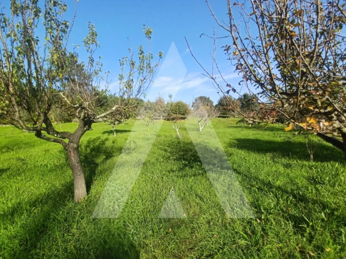 Quinta para Venda em São João de Lourosa Foto 1