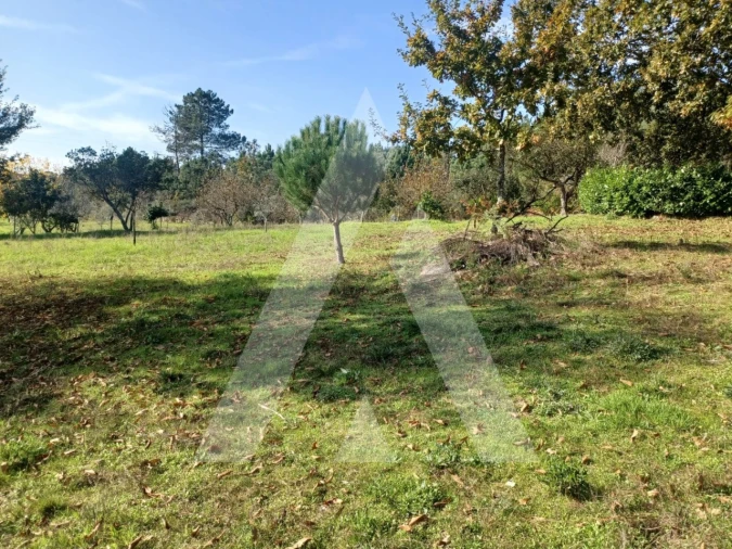 Quinta para Venda em São João de Lourosa Foto 2