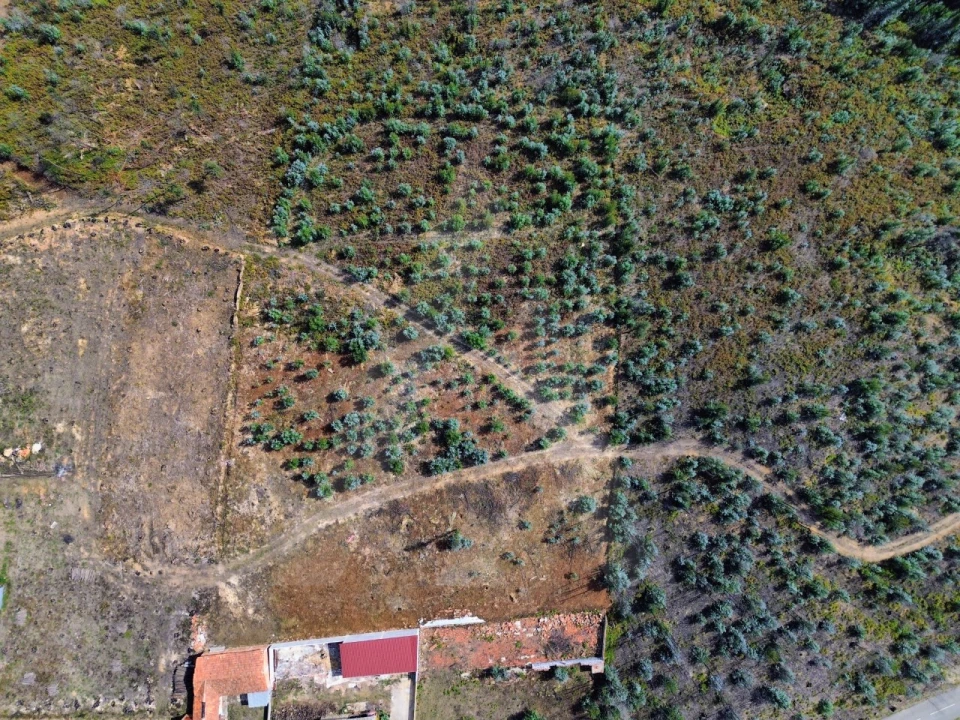 Terreno Agricola ou Rústico para Venda em Branca Foto 5