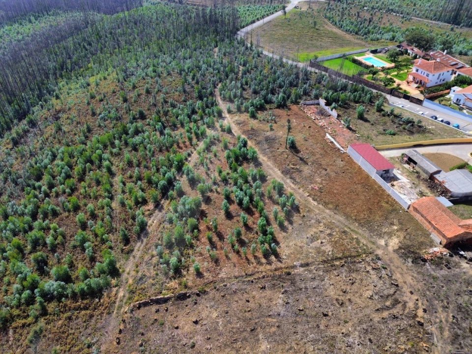 Terreno Agricola ou Rústico para Venda em Branca Foto 9