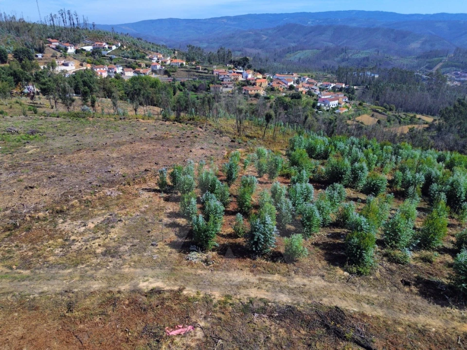 Terreno Agricola ou Rústico para Venda em Branca Foto 10