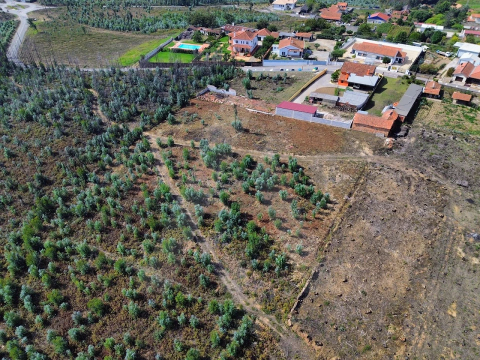 Terreno Agricola ou Rústico para Venda em Branca Foto 11