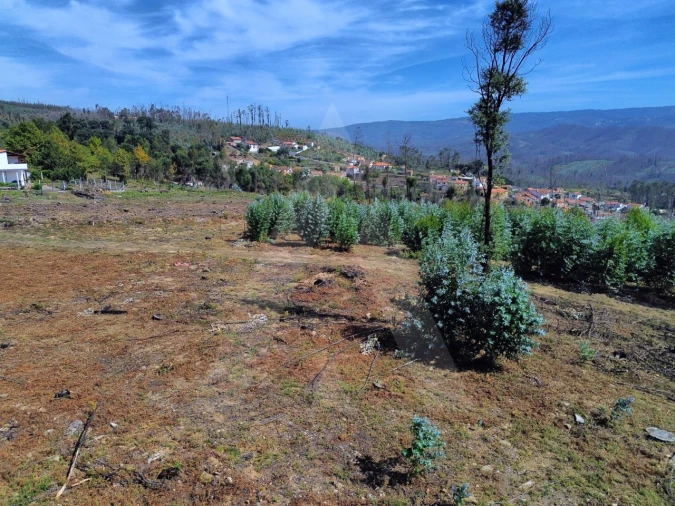 Terreno Agricola ou Rústico para Venda em Branca Foto 12