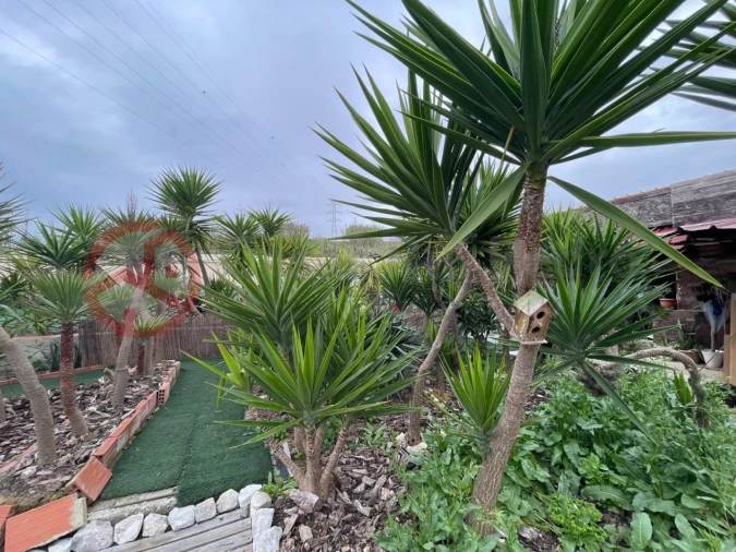 Terreno para Venda em Charneca de Caparica e Sobreda Foto 13