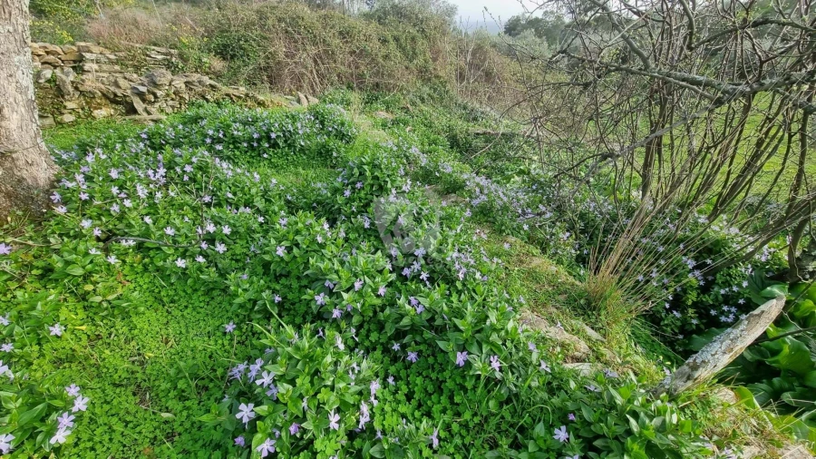 Terreno Agricola ou Rústico para Venda em Perais Foto 25