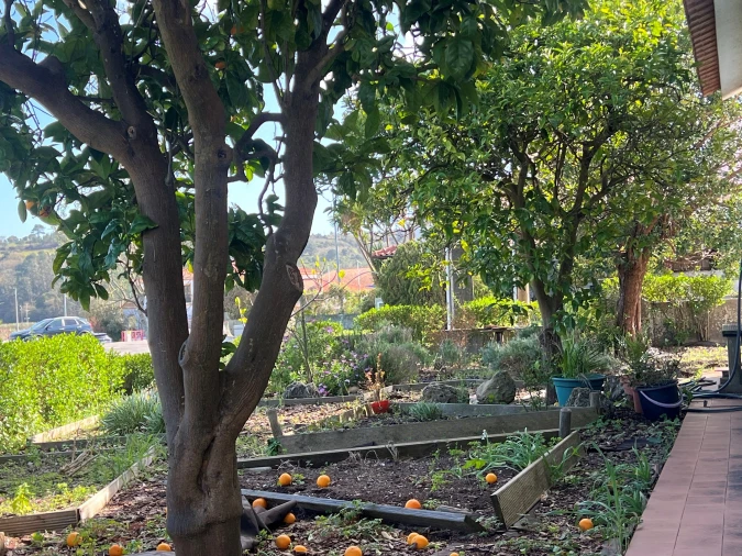 Moradia T3 para Venda em Santa Maria, São Pedro e Sobral da Lagoa Foto 36