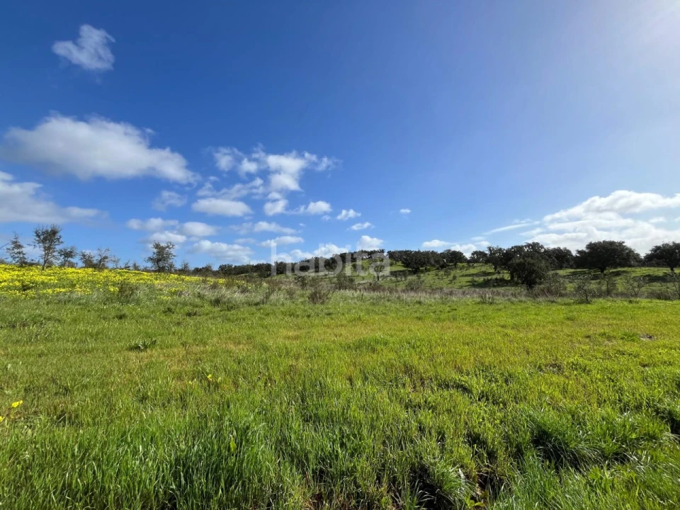 Terreno Agricola ou Rústico para Venda em São Domingos e Vale de Água Foto 5