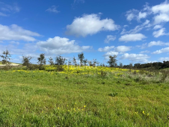 Terreno Agricola ou Rústico para Venda em São Domingos e Vale de Água