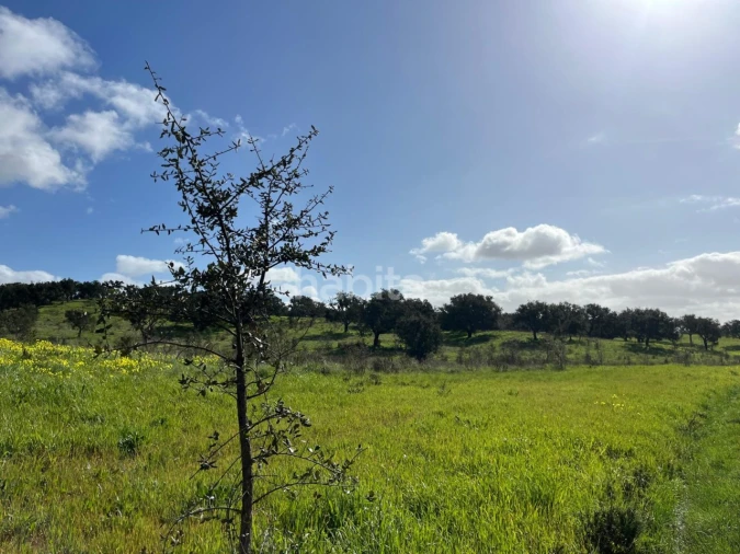 Terreno Agricola ou Rústico para Venda em São Domingos e Vale de Água Foto 11