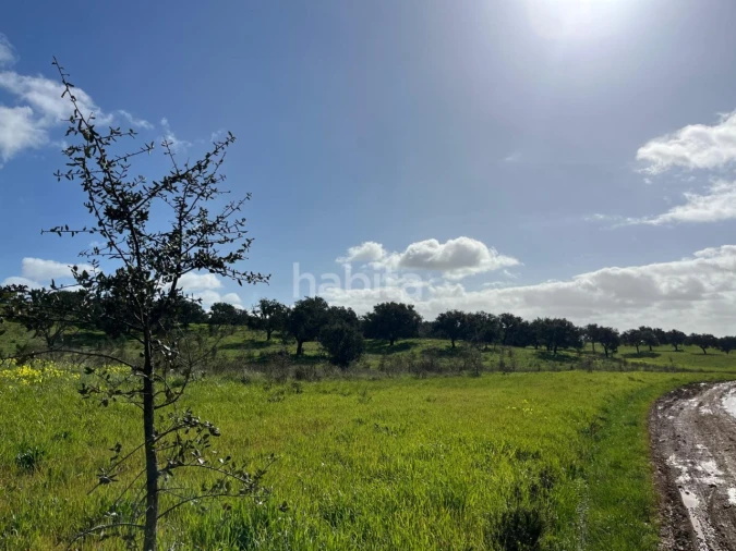 Terreno Agricola ou Rústico para Venda em São Domingos e Vale de Água Foto 12