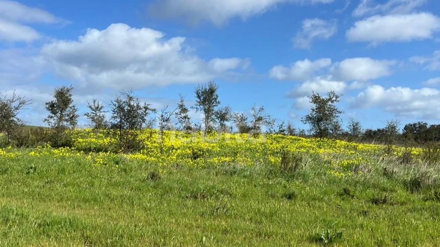 Terreno Agricola ou Rústico para Venda em São Domingos e Vale de Água