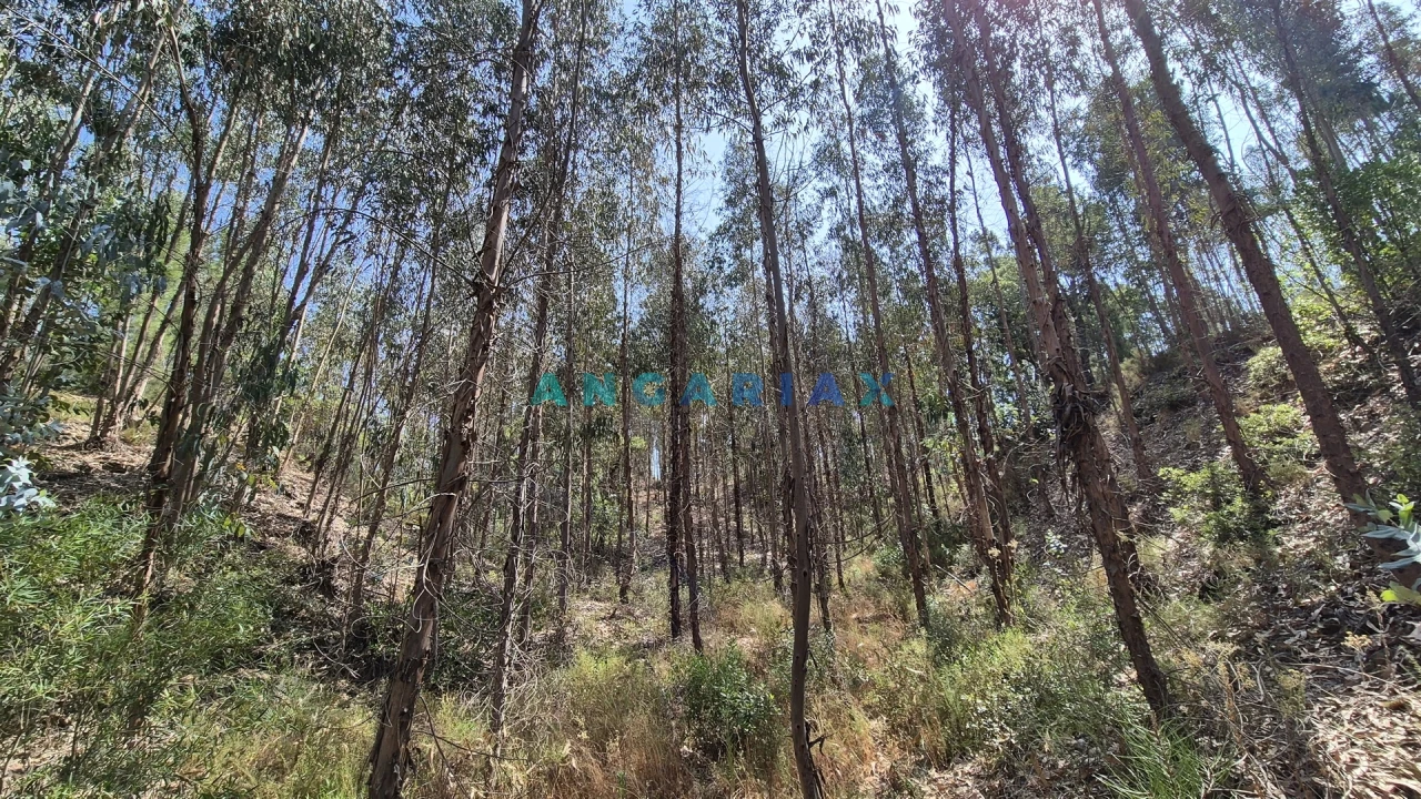 Terreno para Venda em Bemposta Foto 11